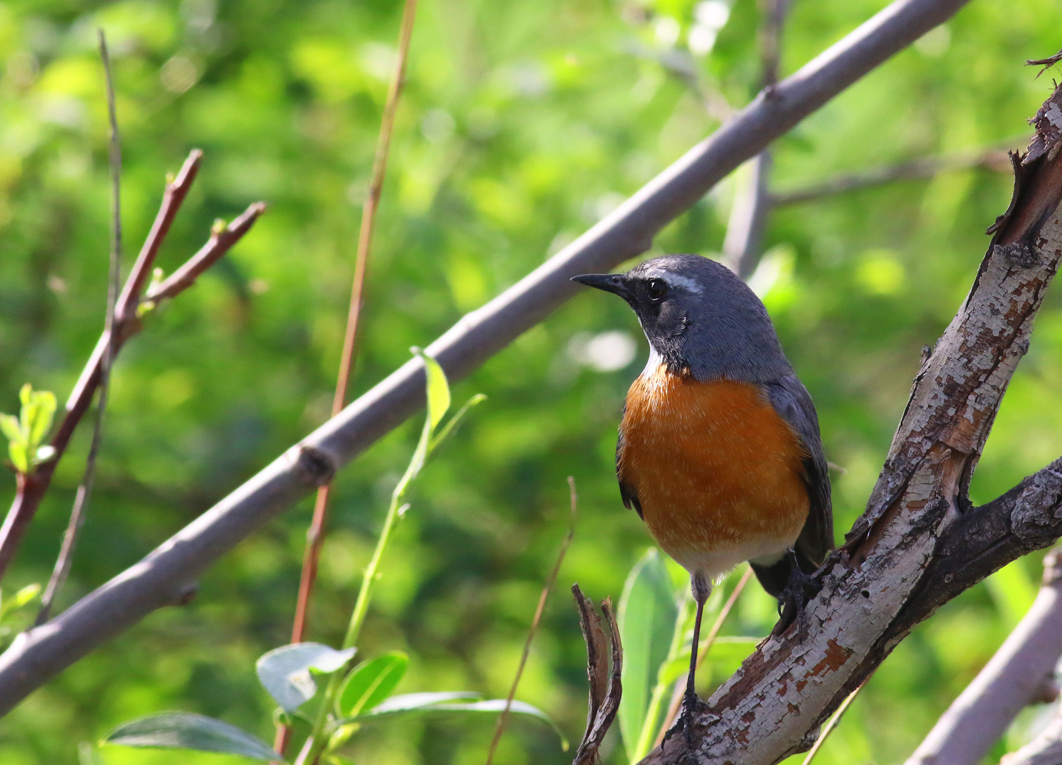 White-throated Robin